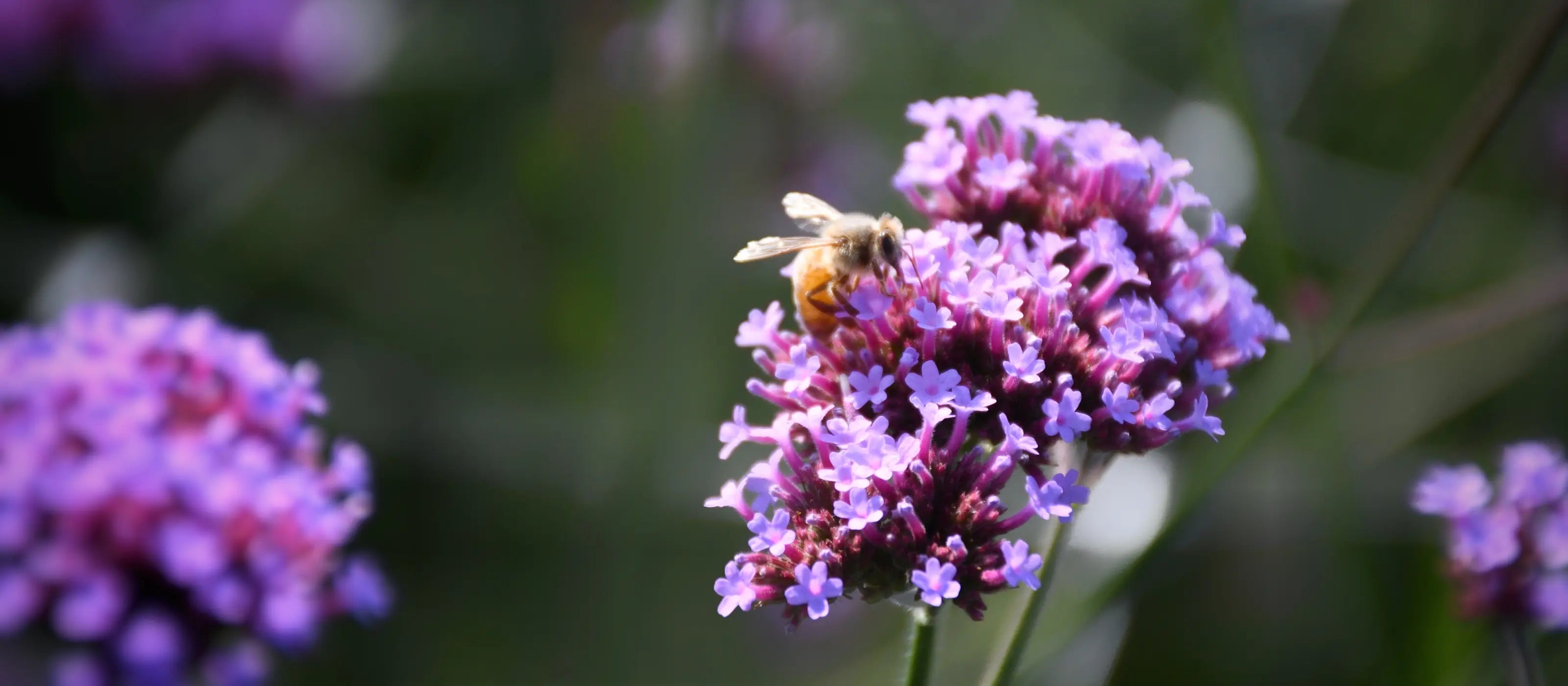 Guillemette Farm Stand & Flower CSA 27