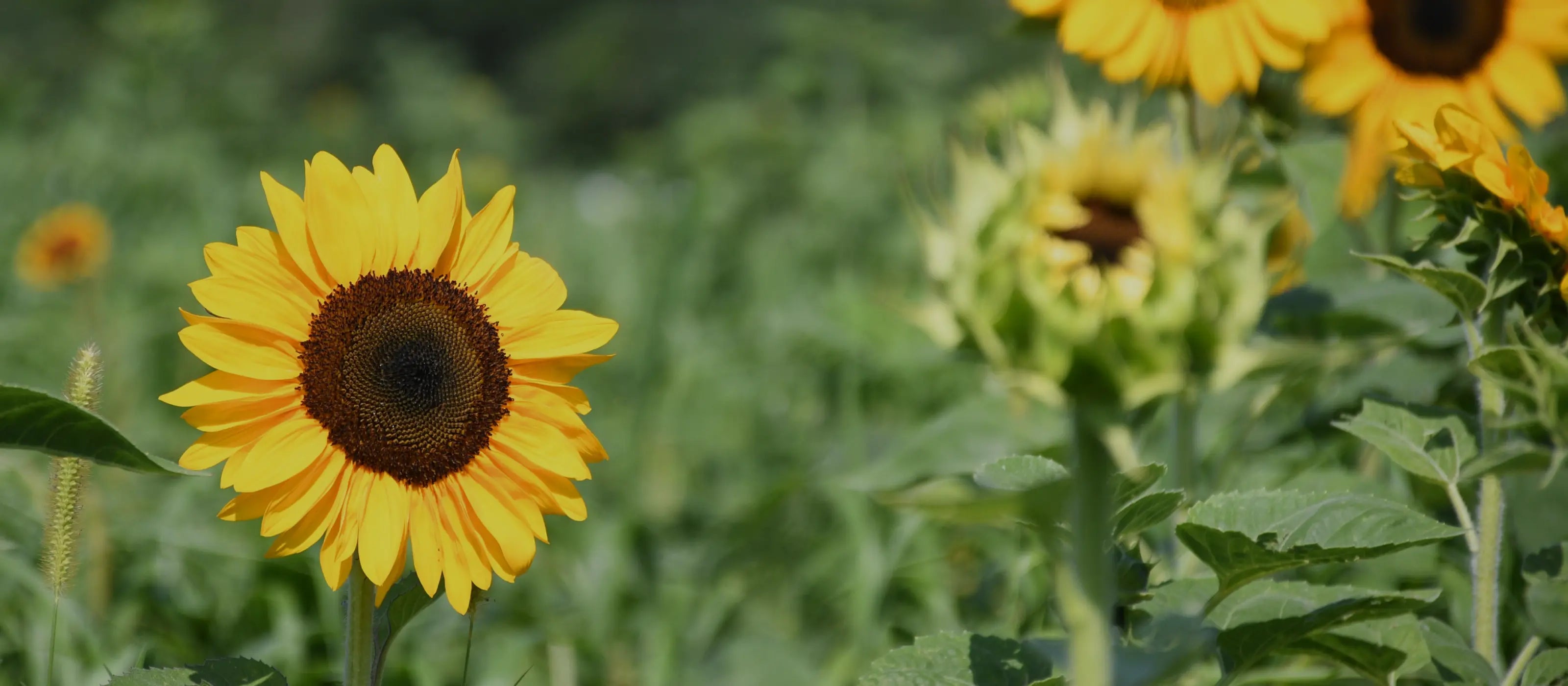 Guillemette Farm Stand & Flower CSA 33
