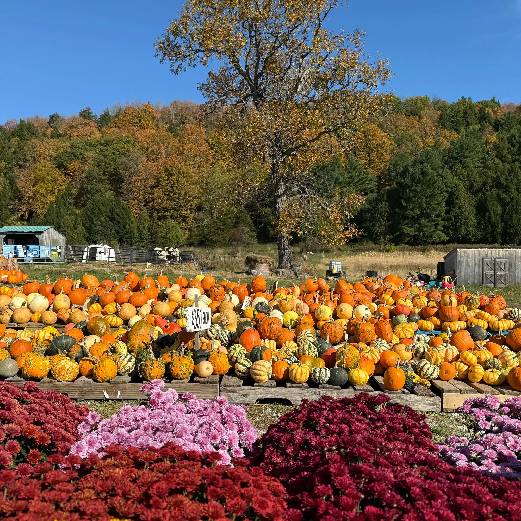 guillemette farm stand pumpkins and squash