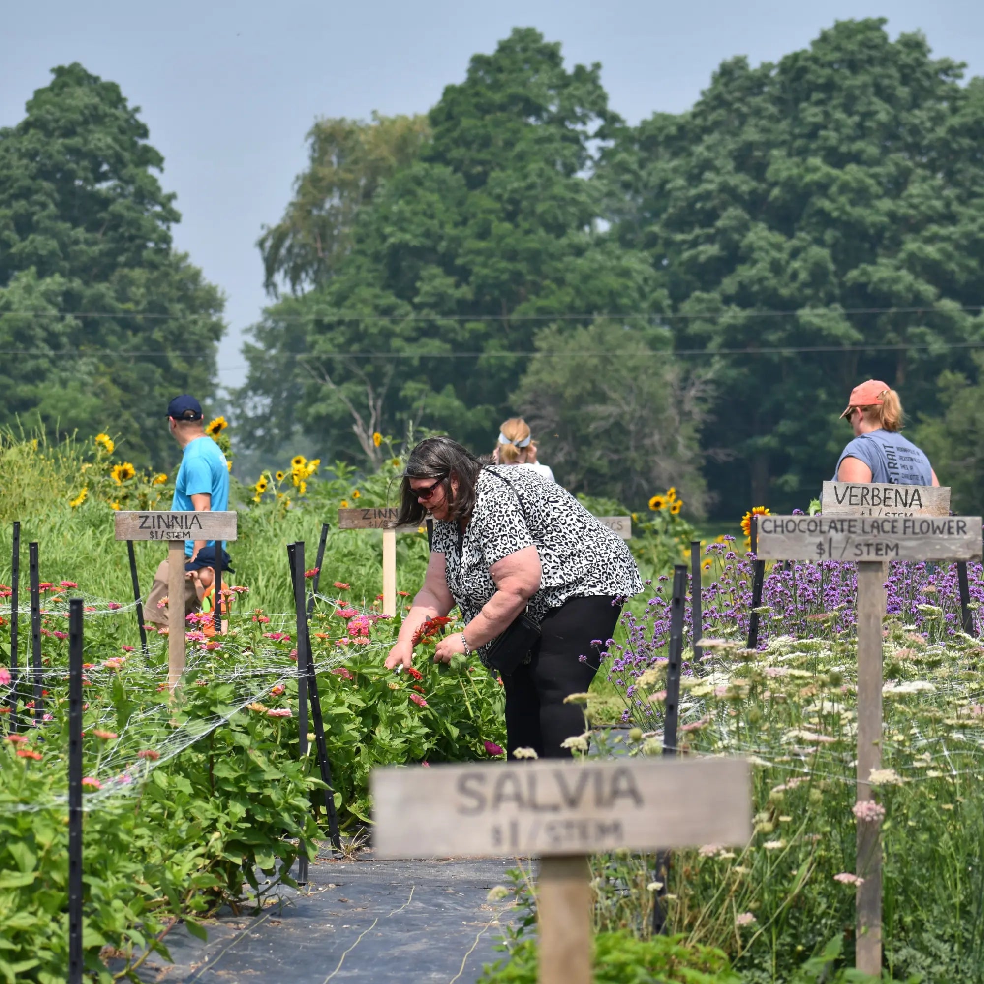 Guillemette Farm Stand & Flower CSA 11