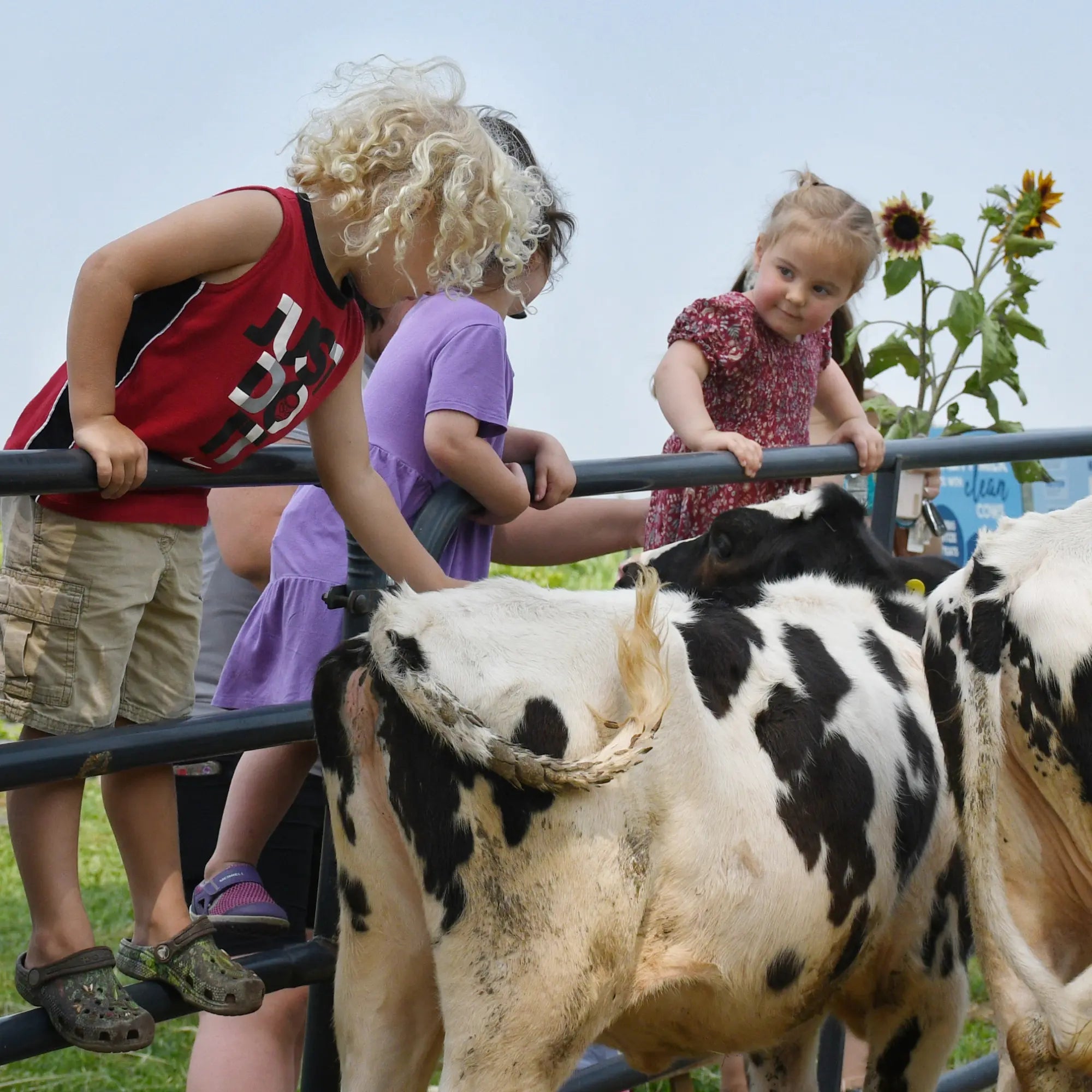 Guillemette Farm Stand & Flower CSA 14